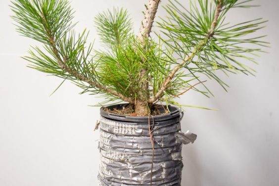 图解 如何在新的黑松盆景上露出根