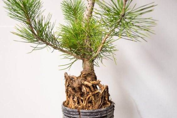图解 如何在新的黑松盆景上露出根