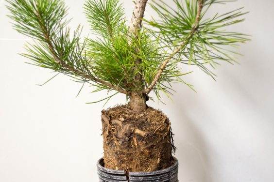 图解 如何在新的黑松盆景上露出根