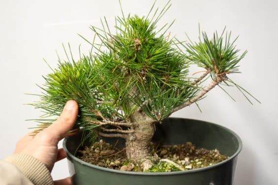 图解 如何在新的黑松盆景上露出根