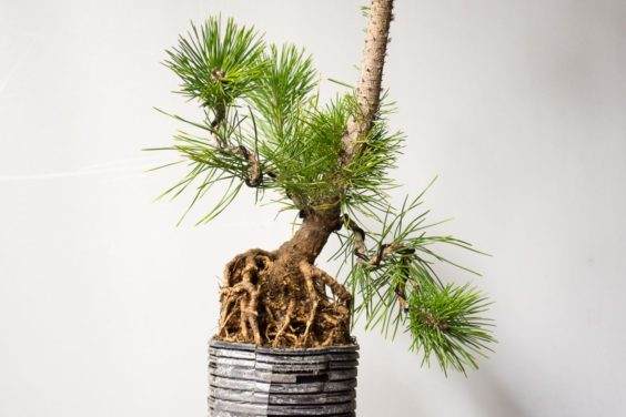 图解 如何在新的黑松盆景上露出根