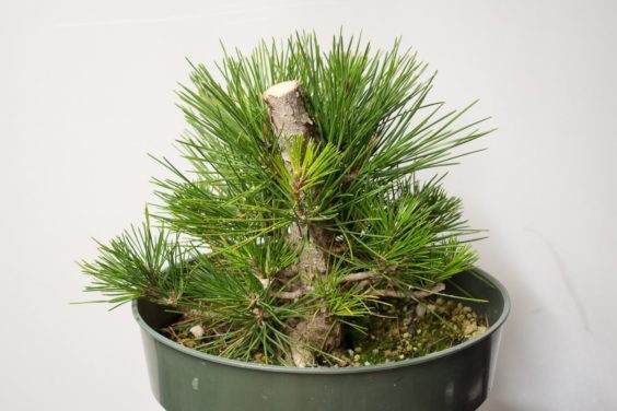 图解 如何在新的黑松盆景上露出根