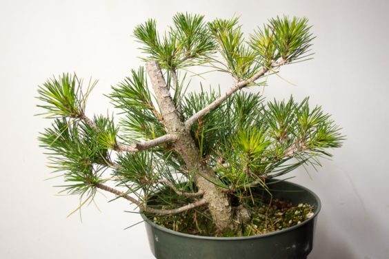 图解 如何在新的黑松盆景上露出根