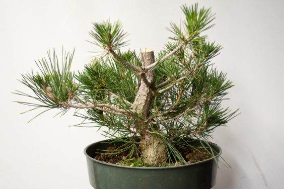 图解 如何在新的黑松盆景上露出根