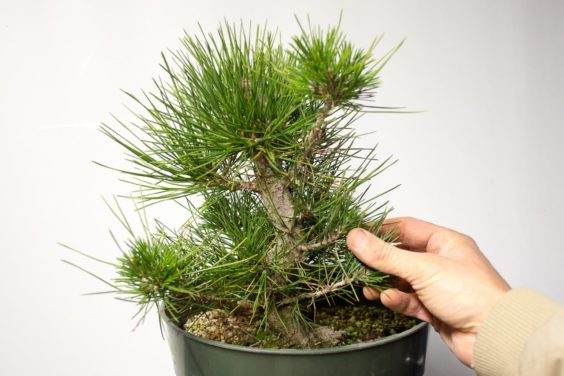 图解 如何在新的黑松盆景上露出根