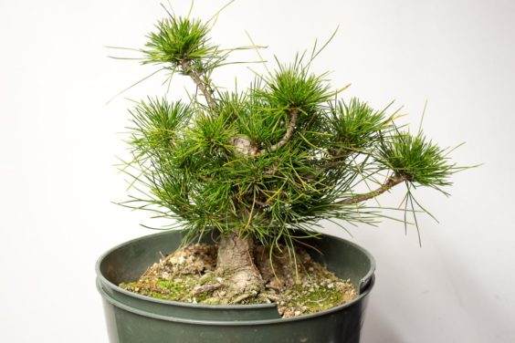 图解 如何在新的黑松盆景上露出根