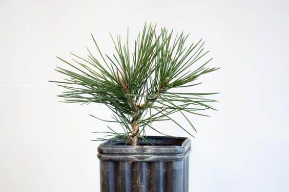 图解 种植暴露的松树盆景根 - 后续技术