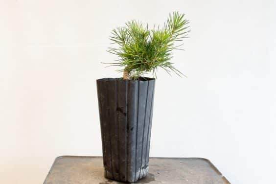 图解 种植暴露的松树盆景根 - 后续技术