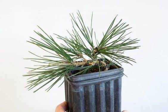 图解 种植暴露的松树盆景根 - 后续技术