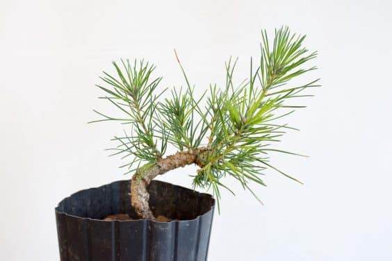 图解 种植暴露的松树盆景根 - 后续技术