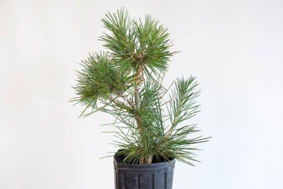 图解 种植暴露的松树盆景根 - 后续技术