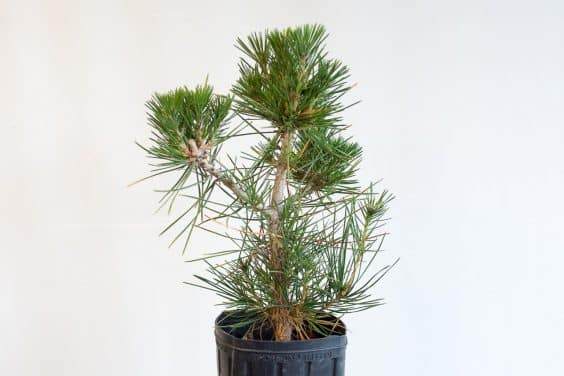 图解 种植暴露的松树盆景根 - 后续技术