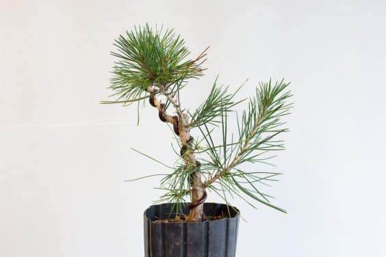 图解 种植暴露的松树盆景根 - 后续技术