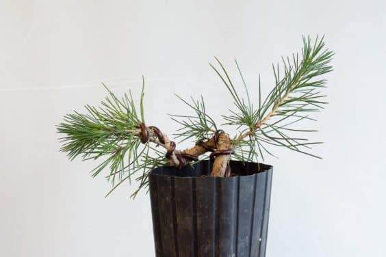 图解 种植暴露的松树盆景根 - 后续技术