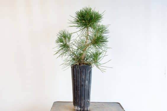 图解 种植暴露的松树盆景根 - 后续技术