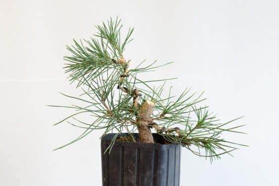 图解 种植暴露的松树盆景根 - 后续技术