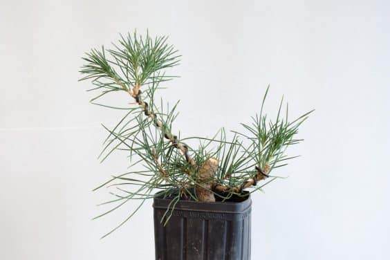 图解 种植暴露的松树盆景根 - 后续技术