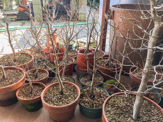 图解 如何清理日本山毛榉丛林盆景