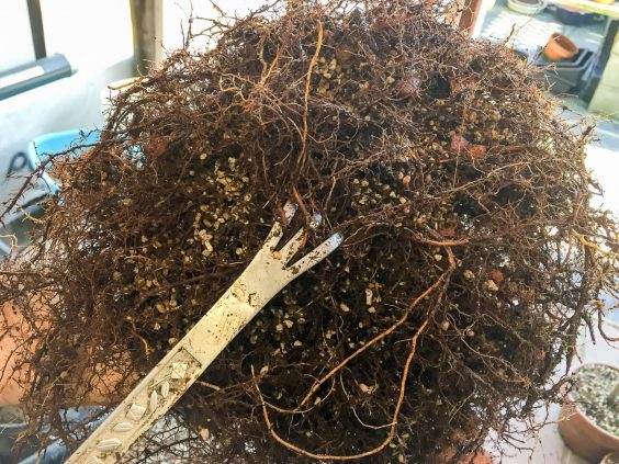 图解 如何清理日本山毛榉丛林盆景