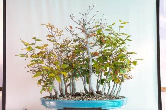 图解 如何清理日本山毛榉丛林盆景