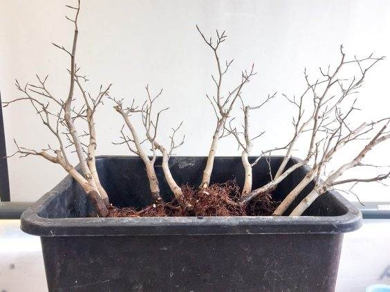 图解 如何清理日本山毛榉丛林盆景