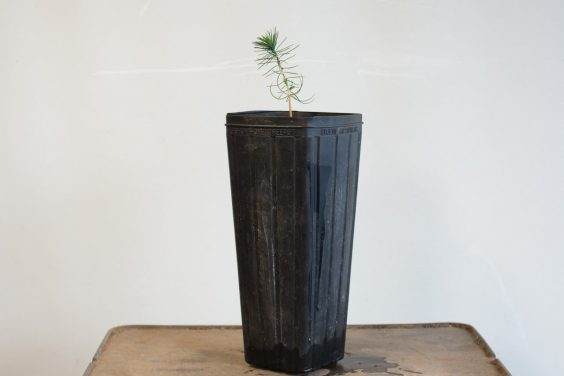 图解 如何清理日本山毛榉丛林盆景