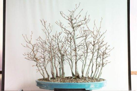 图解 如何清理日本山毛榉丛林盆景