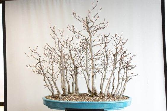 图解 如何清理日本山毛榉丛林盆景