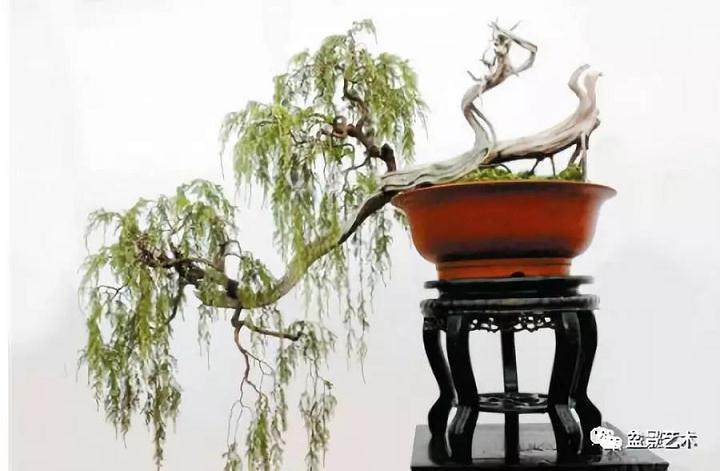 是不是应以科学为引领盆景产业