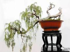 是不是应以科学为引领盆景产业