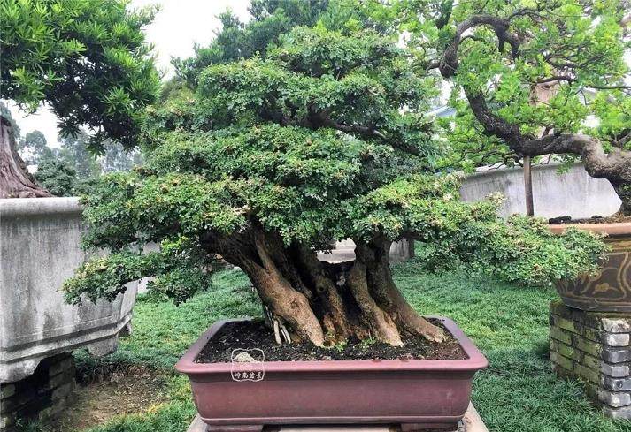 暑假,让小朋友也爱上盆景!