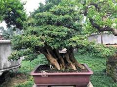 暑假 让小朋友也爱上盆景