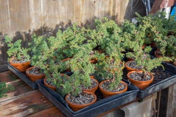 图解 如何修剪盆子中的桧木盆景