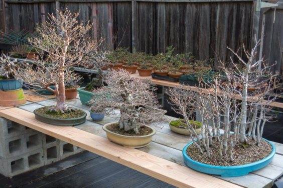 图解 如何修剪盆子中的桧木盆景