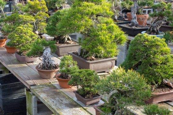 图解 如何修剪盆子中的桧木盆景