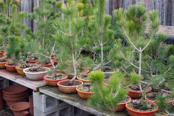 图解 如何修剪盆子中的桧木盆景