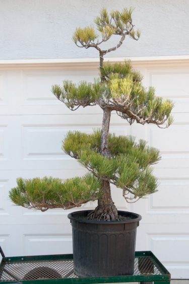 如何将景观树制作成盆景? 第5部分