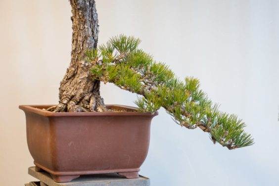 图解 如何将景观树制作成盆景 第5部分