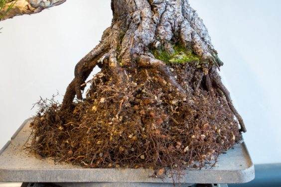 图解 如何将景观树制作成盆景 第5部分