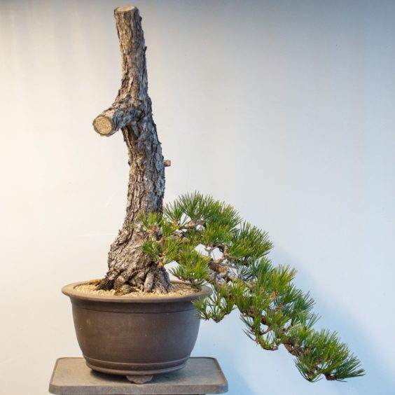 图解 如何将景观树制作成盆景 第5部分