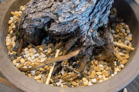 图解 如何将景观树制作成盆景 第5部分