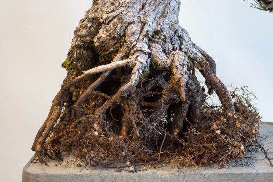 图解 如何将景观树制作成盆景 第5部分