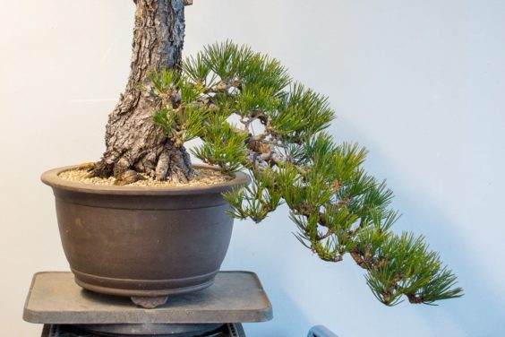 图解 如何将景观树制作成盆景 第5部分