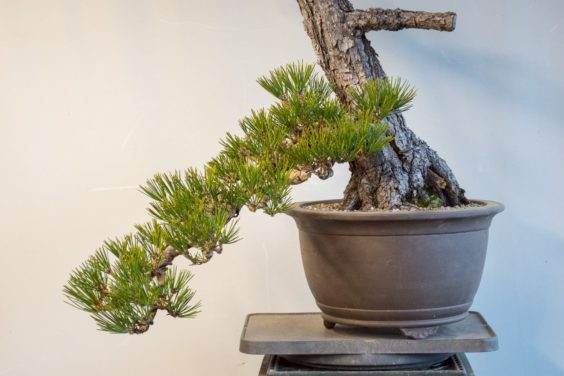 图解 如何将景观树制作成盆景 第5部分