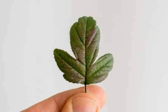 图解 如何盘扎和移植海棠盆景的幼苗