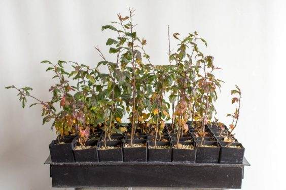 图解 如何盘扎和移植海棠盆景的幼苗