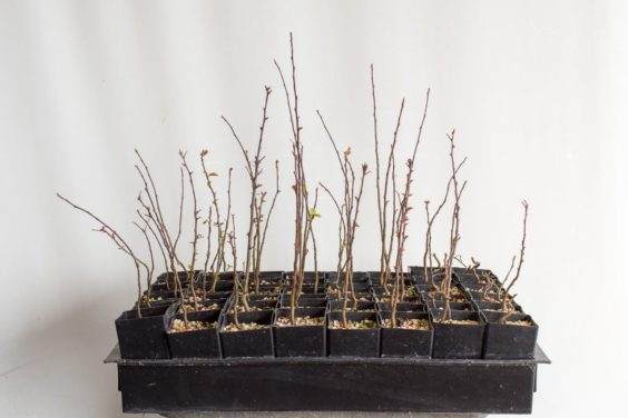 图解 如何盘扎和移植海棠盆景的幼苗