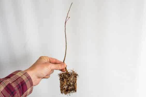 图解 如何盘扎和移植海棠盆景的幼苗