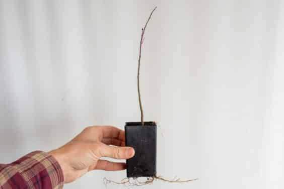 图解 如何盘扎和移植海棠盆景的幼苗