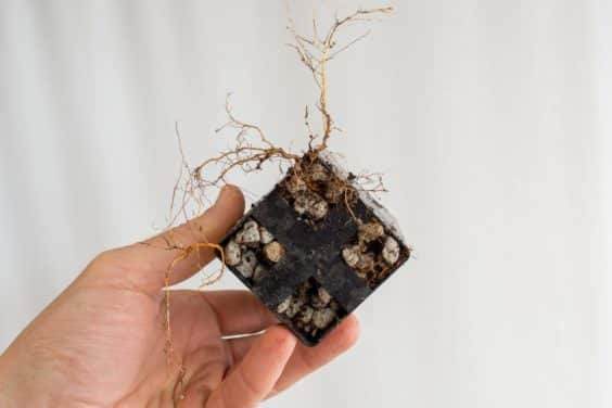 图解 如何盘扎和移植海棠盆景的幼苗